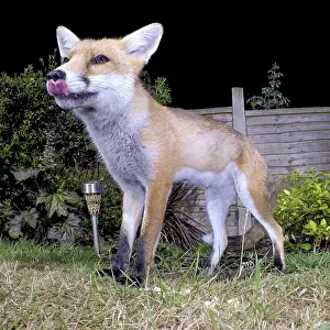 Birmingham: Red fox - wild urban vixen feeding in garden - Birmingham