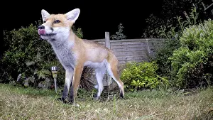 Birmingham: Red fox - wild urban vixen feeding in garden - Birmingham
