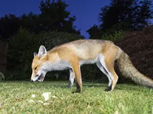 Birmingham: Red fox - wild urban vixen feeding in garden - Birmingham