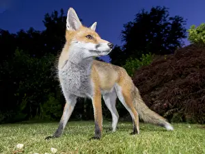 Birmingham: Red fox - wild urban vixen feeding in garden - Birmingham