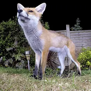 Birmingham: Red fox - wild urban vixen in garden - Birmingham