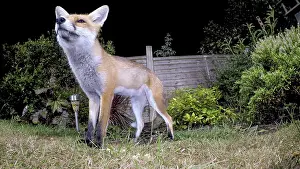 Birmingham: Red fox - wild urban vixen in garden - Birmingham