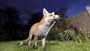 Birmingham: Red fox - wild urban vixen in garden - Birmingham