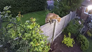Birmingham: Red fox - wild urban vixen jumping fence - Birmingham