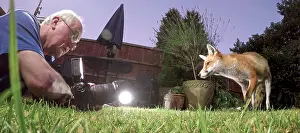 Photographed: Red fox - wild urban vixen being photographed in