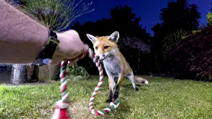 Rope: Red fox - wild urban vixen playing with rope toy