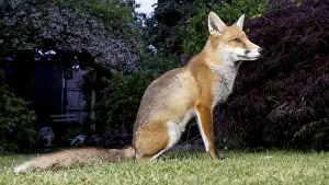 Birmingham: Red fox - wild urban vixen resting in garden - Birmingham