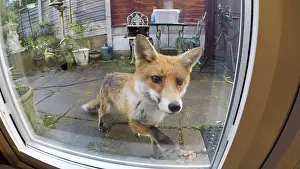 Scratching: Red fox - wild urban vixen scratching at door -