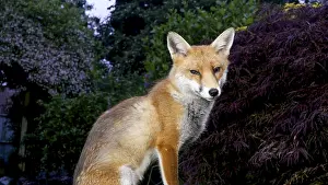 Birmingham: Red fox - wild urban vixen sitting in garden - Birmingham