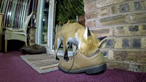Smelling: Red fox - wild urban vixen smelling shoe in house