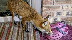 Shoe: Red fox - wild urban vixen taking gardening shoe
