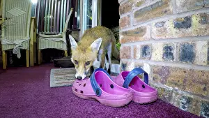 Shoe: Red fox - wild urban vixen taking gardening shoe
