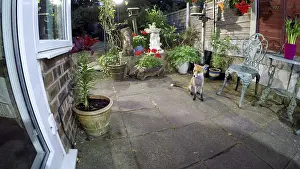 Waiting: Red fox - wild urban vixen waiting in yard - Birmingham