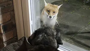 Vixen: Red fox - wild urban vixen at window with dog -