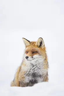Gran: Red Fox winter