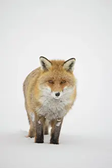 Gran: Red Fox winter
