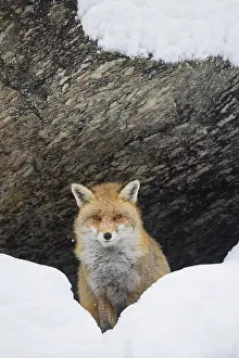 Vulpes: Red Fox winter