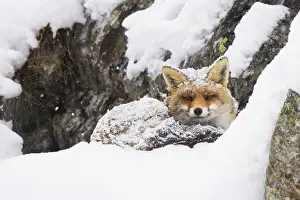 Vulpes: Red Fox winter