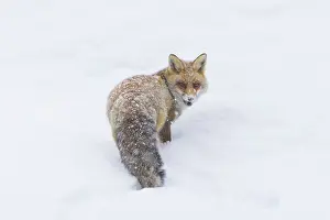Vulpes: Red Fox winter