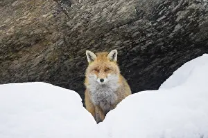Vulpes: Red Fox winter