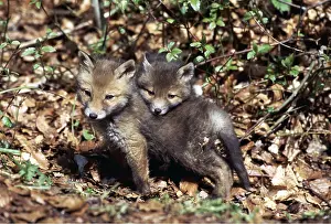Eric Dragesco: RED FOX - x two cubs cuddling