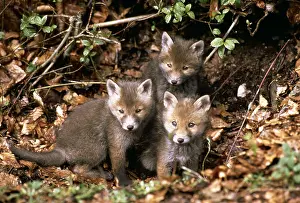 Eric Dragesco: RED FOX - x three cubs sitting