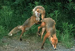 Scenting: RED FOX - x two, courtship behaviour