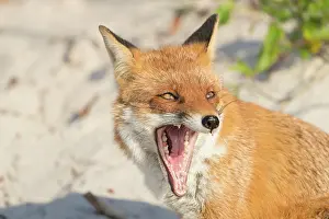 Baltic: Red Fox - yawning fox at the beach - Germany