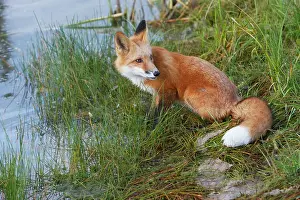 Verge: Red Fox - young