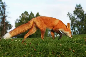 Inquisitive: Red Fox - young