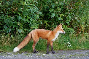 Aware: Red Fox - young