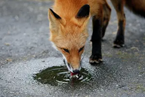 Puddles: Red Fox - young
