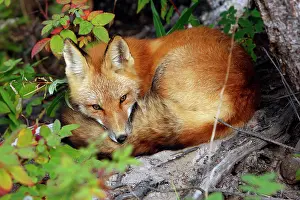 Safe: Red Fox - young