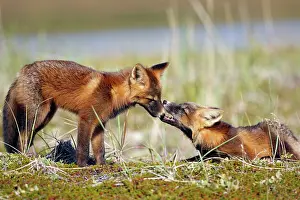 Familes: Red Fox - young - dark phase