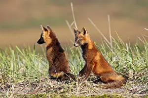 Familes: Red Fox - young - dark phase
