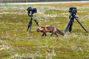 Cameras: Red Fox - young - dark phase