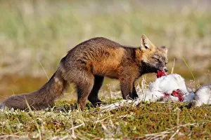 Varying: Red Fox - young - dark phase - eating a Snowshoe Hare
