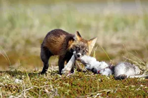 Varying: Red Fox - young - dark phase - eating a Snowshoe Hare