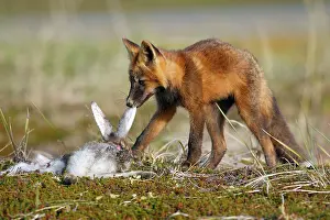Varying: Red Fox - young - dark phase - eating a Snowshoe Hare
