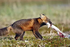 Varying: Red Fox - young - dark phase - eating a Snowshoe Hare