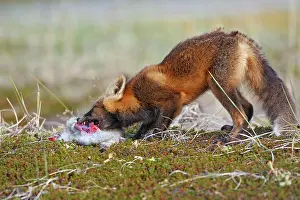Varying: Red Fox - young - dark phase - eating a Snowshoe Hare