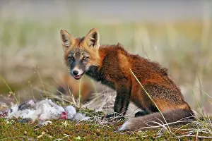 Varying: Red Fox - young - dark phase - eating a Snowshoe Hare