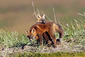 Familes: Red Fox - young - dark phase - game between two