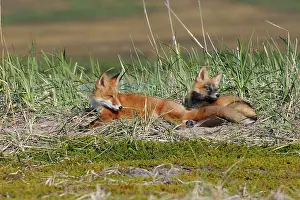 Familes: Red Fox - young - dark phase and regular phase