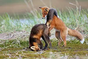 Familes: Red Fox - young - dark phase and regular phase