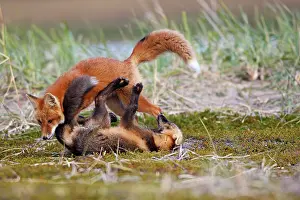 Familes: Red Fox - young - dark phase and regular phase