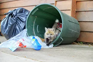 Rubbish: Red Fox - young looking for food by rubbish bin