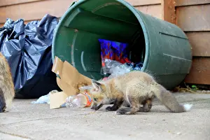 Rubbish: Red Fox - young looking for food by rubbish bin