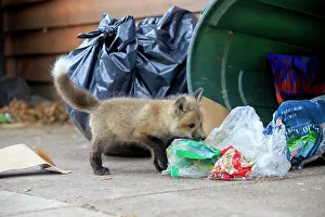 Rubbish: Red Fox - young looking for food by rubbish bin