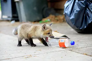 Plastic: Red Fox - young with plastic bottle